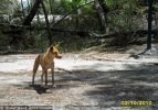 Fraser Island Dingoes