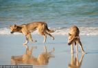 Fraser Island Dingoes