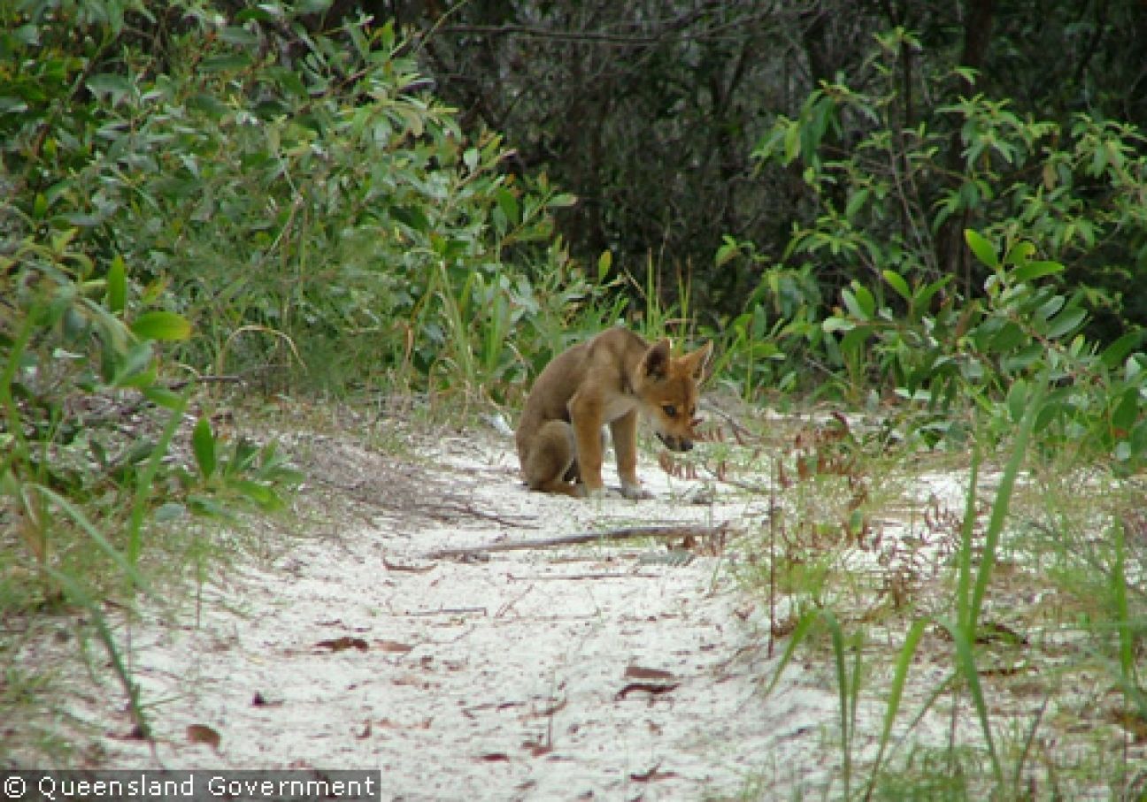 Fraser Island Dingoes