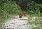 Fraser Island Dingoes