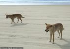 Fraser Island Dingoes