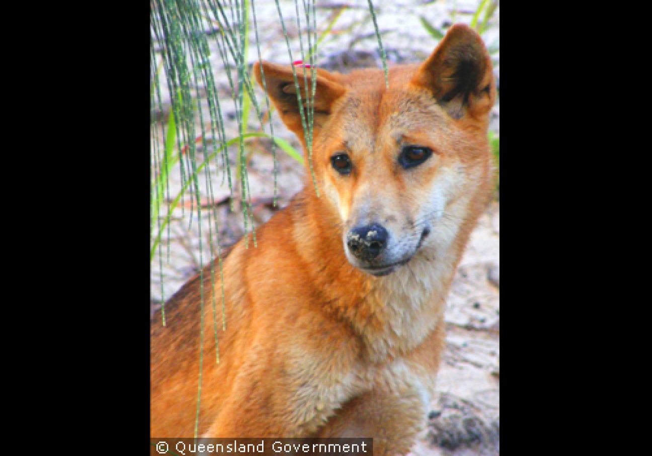 Fraser Island Dingoes