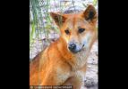 Fraser Island Dingoes