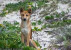Fraser Island Dingoes