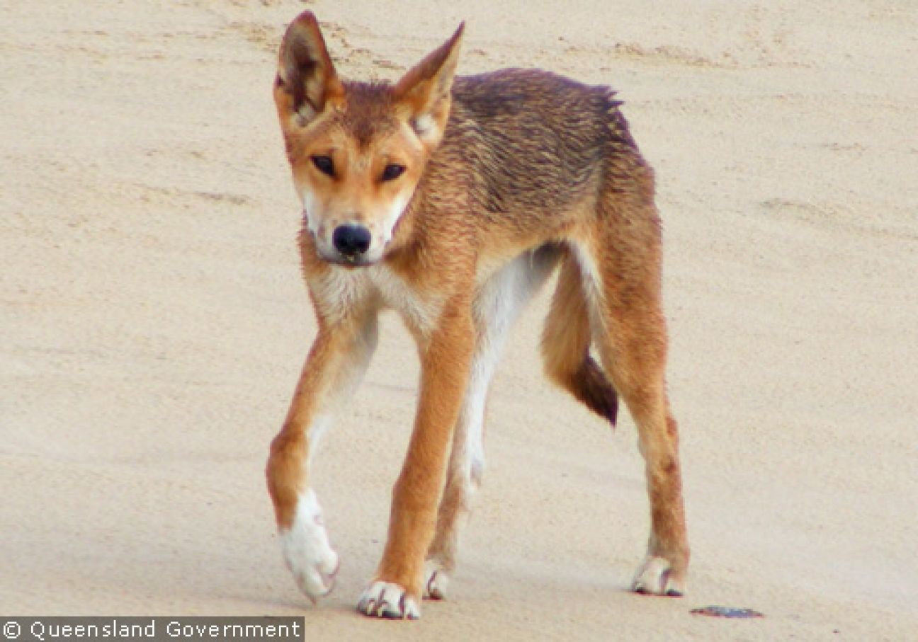 Fraser Island Dingoes