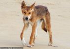 Fraser Island Dingoes