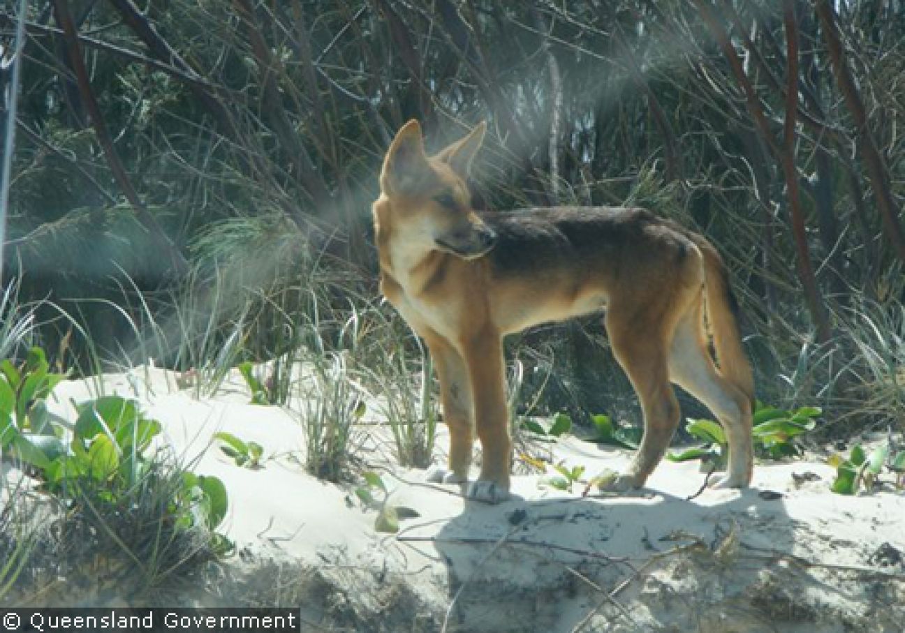 Fraser Island Dingoes