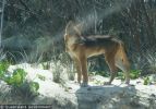 Fraser Island Dingoes