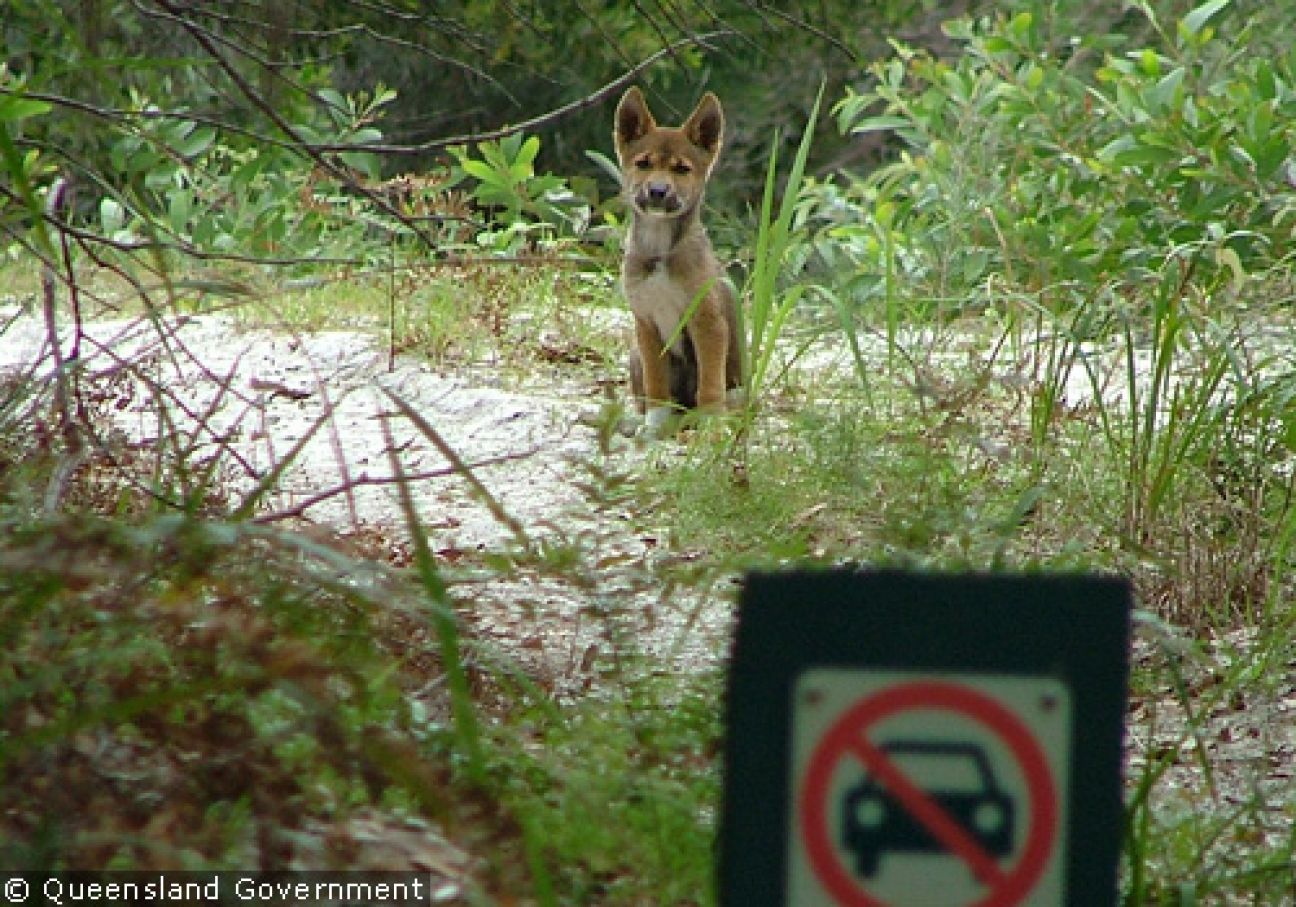 Fraser Island Dingoes