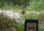 Fraser Island Dingoes