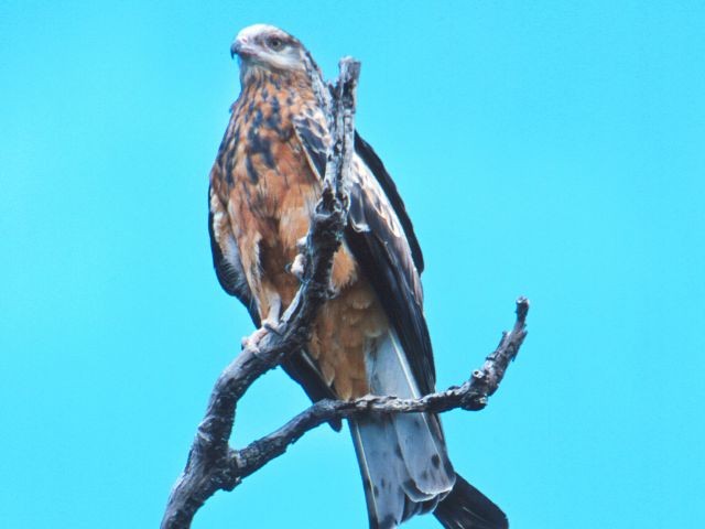 Burrum Coast National Park is the ideal place for spotting birds such as square-tailed kites.