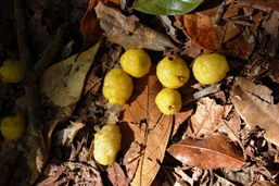 Lemon aspen fruits.