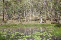 The dam on the Blackbutt trail is a scenic place for a break.