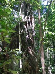Strangler fig.