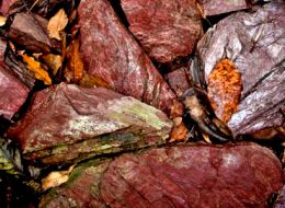 Phyllite is a distinctive rock seen near Artists Cascades. The rock's colour comes from traces of iron and manganese oxide, while its silver sheen is created by small shiny flakes of mica. 