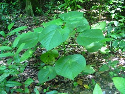 Stinging tree