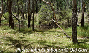 Dogwood Creek camping area.