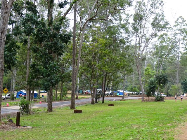 Charlie Moreland camping area is in grassy open forest.