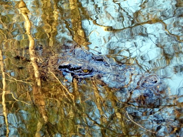 Estuarine crocodiles are masters of camouflage.