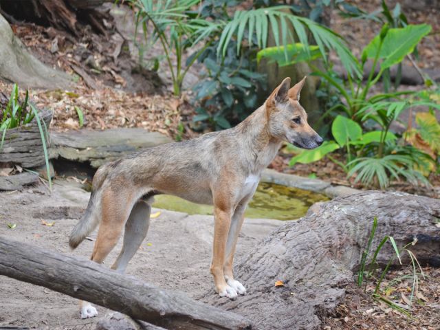A dingo's coat can be ginger, black and tan, white or even sable, like this one.
