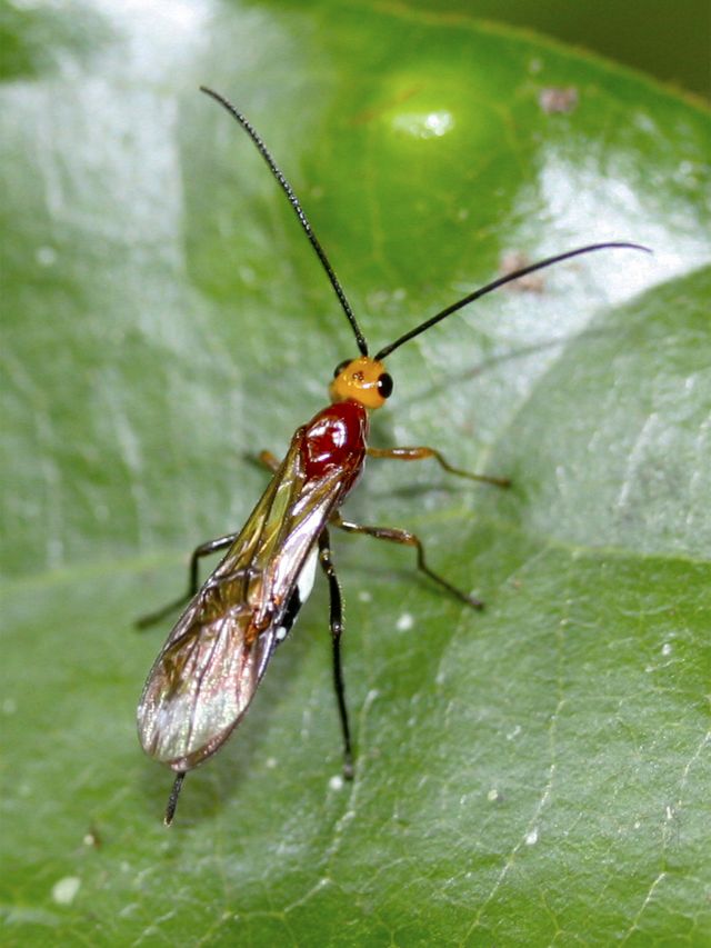 Photo of an insect advising to look closely and you might find intriguing insects.