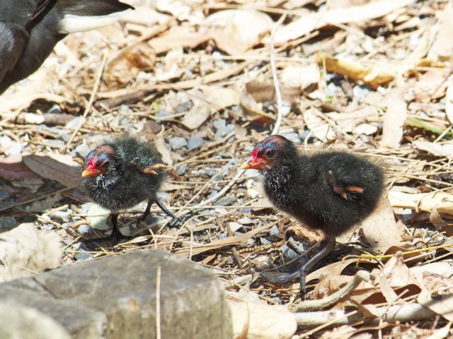 These fluffy, grumpy-looking little creatures are dusky moorhen chicks.