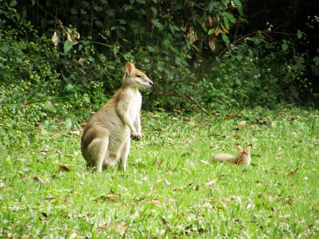 Keep an eye out for wallabies on the forest edge at Broadwater day-use area.