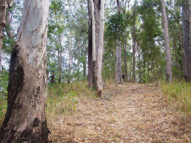Stands of rough and smooth barked eucalypts grow along parts of the Cedar Grove hiking trail.