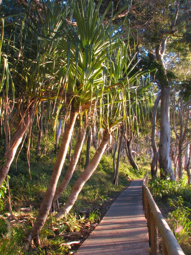 Capture early morning light on the pandanus on the Coastal Walk.