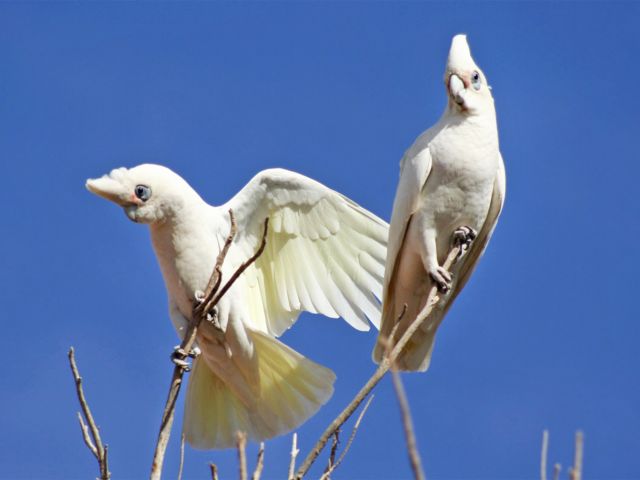 Hunters Gorge is a birdwatcher's paradise.