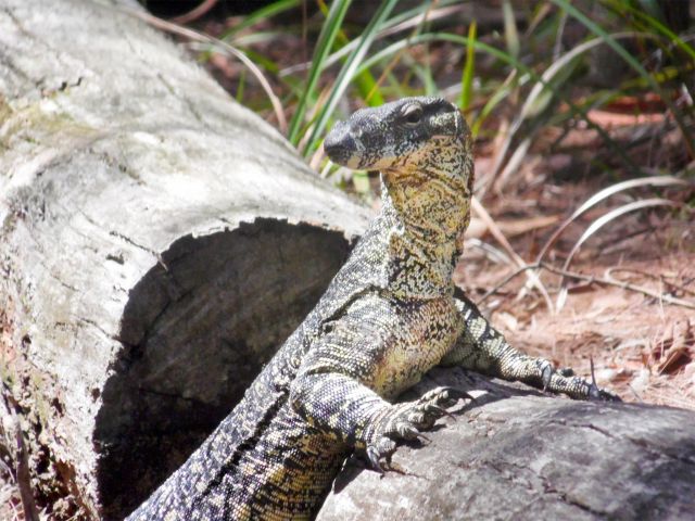 Look for resident lace monitors at Coochin Creek day-use area.