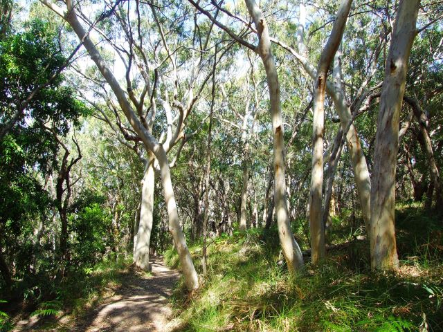 The Noosa Hill Walk goes through open eucalypt woodlands and shrublands to the top of Noosa Hill.