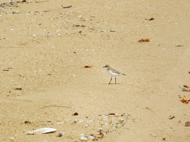 Look for shorebirds, like plovers, when you explore the beach at Flat Rock day-use area.