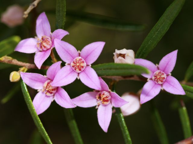 In spring and early summer, look for the pale pink flower of the forest boronia in Beerburrum and Beerwah state forests.