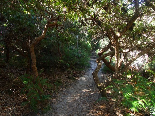 Be enchanted by the sculptural forms of ancient banksias on the Alexandria Bay Walk.