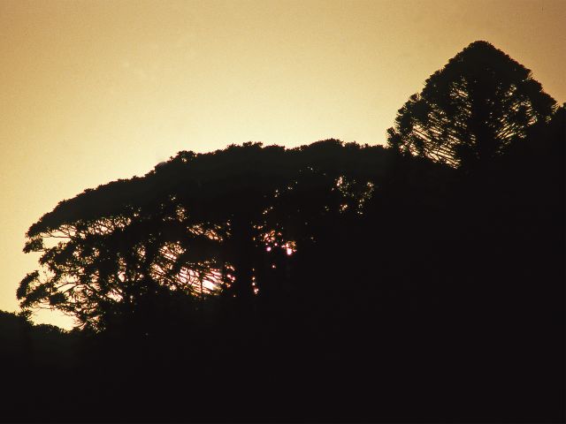 Enjoy views of bunya pines emerging from the surrounding rainforest at Dandabah camping area.