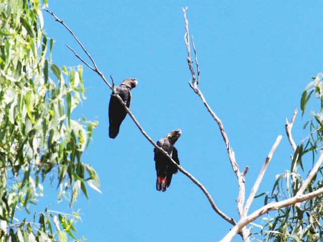 At Northern management trail walkers' camp keep an eye open for glossy black-cockatoos.