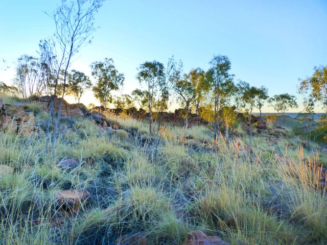 Photo showing the early morning light falling through the spiky grasses on the Constance Range track.
