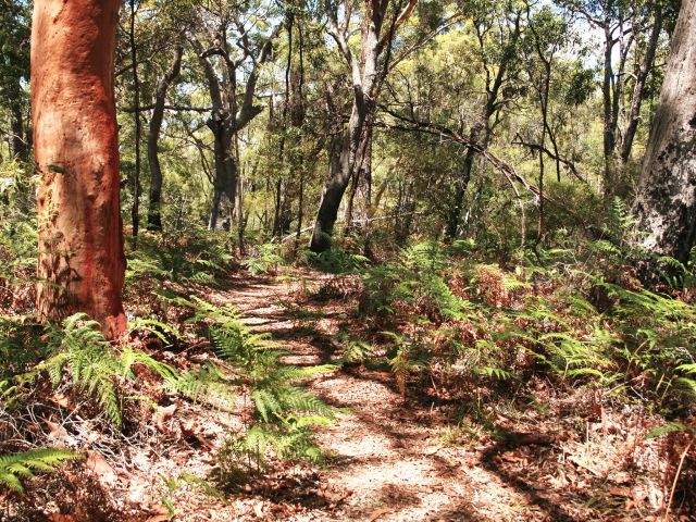 Keep an eye out for burnt-orange scribbly gums.