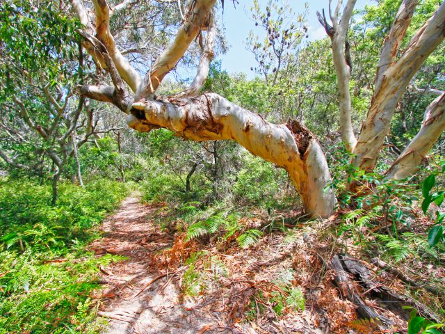 The white trunks of the scribbly gum trees are a spectacular sight against the vivid green backdrop along the walk.