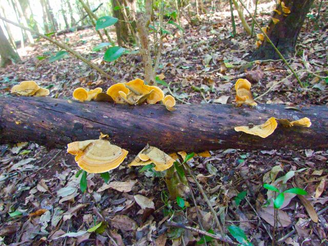Fungi provide splashes of colour along the Cedar Grove hiking trail.