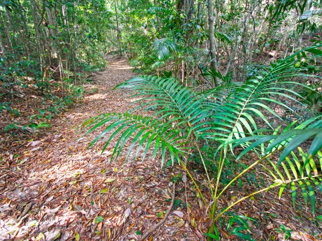 Discover pockets of rainforest as you amble along the circuit.