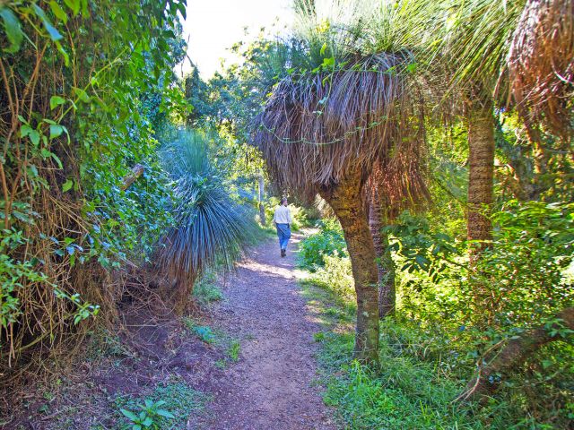 Brush past the ‘skirts’ of magnificent grasstrees on the Mount Kiangarow track.