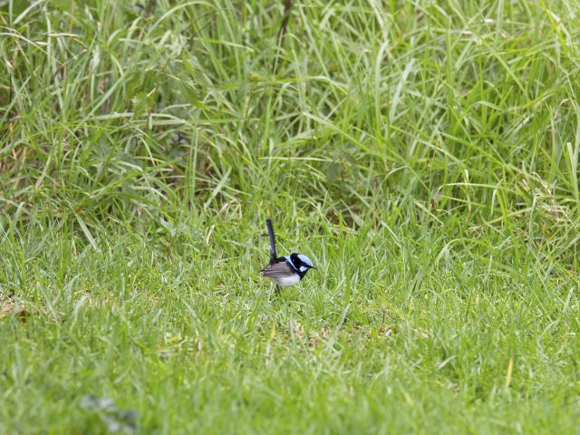 Share your Dandabah camp site with birdlife like this superb fairy wren.