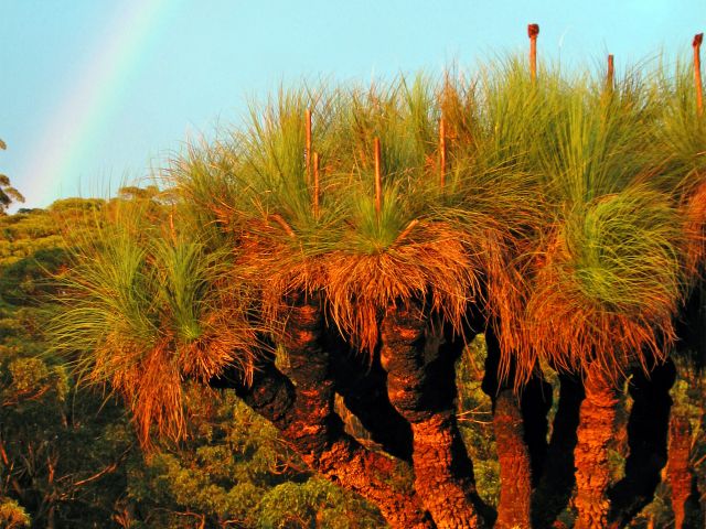 Camp beside giant, ancient grasstrees at Burtons Well camping area.
