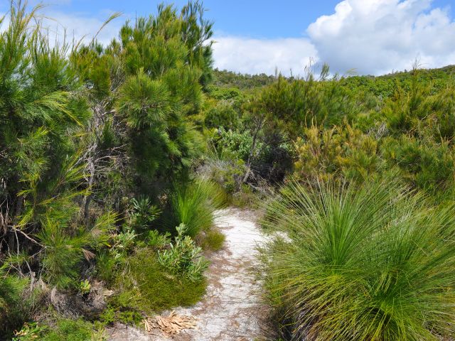 The Honeyeater Lake track is an easy 60m stroll.