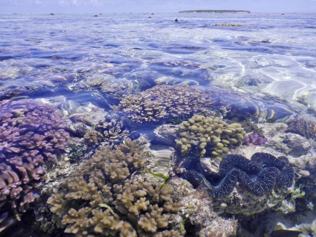 Reef walk along sandy tracks at low tide or enjoy snorkelling at high tide.