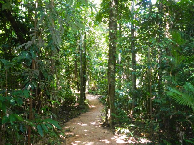 Fan palms, black beans, bird's nest ferns and staghorn ferns are just some of the plants to see along the Rainforest walk.