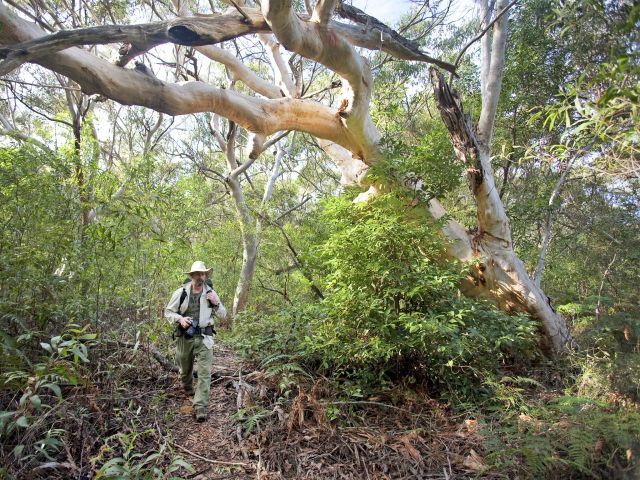 Person walking in the bush