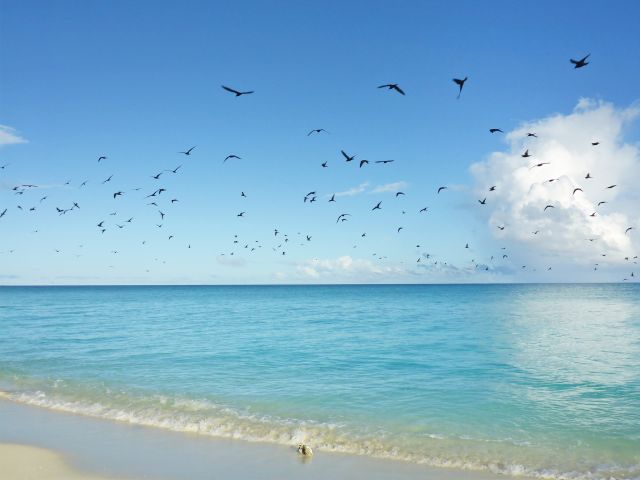 Watch seabirds swooping and soaring about the reef.